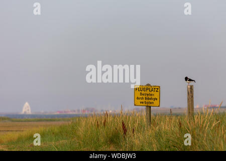 Eurasischen Austernfischer (Haematopus ostralegus) sitzt auf einem Pol in der Nähe des Flugplatz Juist Ostfriesische Inseln, Deutschland. Stockfoto