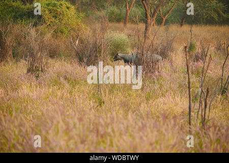 Nilgai, auch bekannt als die Blue Bull in der Jhalana Leopard Sanctuary, befindet sich in der Stadt Jaipur. Stockfoto