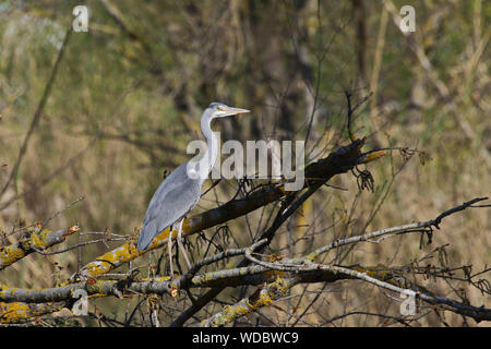 Latin Graureiher Ardea cinerea thront auf einem Zweig von einem Fluss in der Provinz Macerata, Marche, Italien Stockfoto