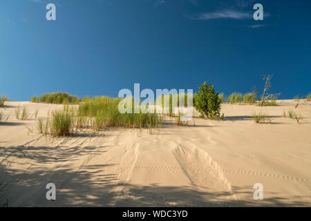 Sand Wanderdünen, Slowinzischer Nationalpark, Pommern, Polen, Europa | Umzug Sanddünen, Slowinski Nationalpark, Pommern, Polen, Europa Stockfoto