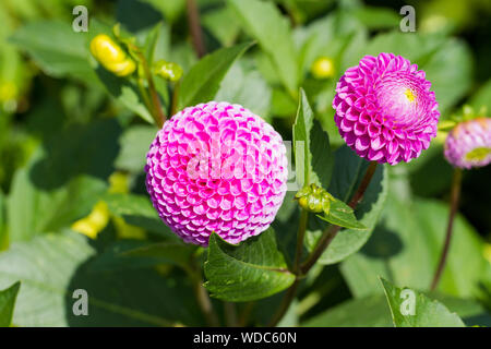 Dahlie Franz Kafka, pompon / pompom Blumen. Sommer, Großbritannien Stockfoto