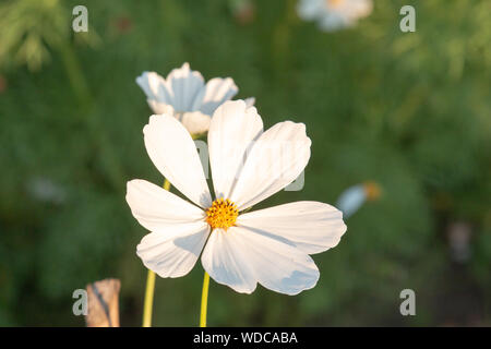 Weiße cosmea Blume in klaren, sonnigen Wetter auf einem unscharfen Hintergrund des grünen Grases. Eine große, weiße Blüten mit gelbem Zentrum, ähnlich einem russischen Dai Stockfoto