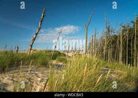 Dünen und abgestorbene Bäume, Slowinzischer Nationalpark, Pommern, Polen, Europa | Wanderdünen und tote Baumstämme, Slowinski Nationalpark, Steinobst Stockfoto