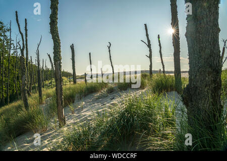 Dünen und abgestorbene Bäume, Slowinzischer Nationalpark, Pommern, Polen, Europa | Wanderdünen und tote Baumstämme, Slowinski Nationalpark, Steinobst Stockfoto