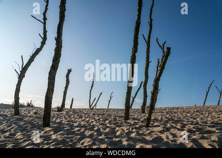 Dünen und abgestorbene Bäume, Slowinzischer Nationalpark, Pommern, Polen, Europa | Wanderdünen und tote Baumstämme, Slowinski Nationalpark, Steinobst Stockfoto