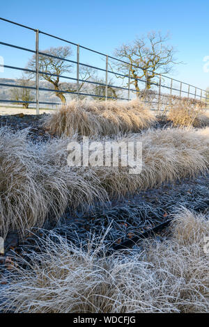 Staudenbeet mit stilvollen, modernen Design, Schiefer Chips & Zeilen von Gräsern (frosty sonnigen Wintertag) - privater Garten, Yorkshire, England, UK. Stockfoto