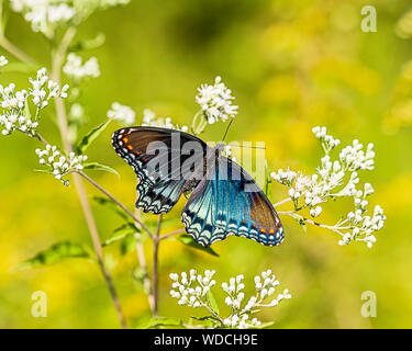Eine schöne rot-gepunktete lila Bestäubung ein MILKWEED. Stockfoto
