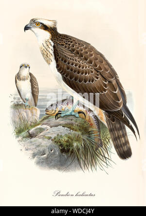 Wenig Hawk auf einem Felsen in der Nähe des Meeres mit Fisch in den Krallen gefangen. Alten bunten vintage Abbildung: Fischadler (Pandion haliaetus). Von John Gould publ. In London, 1862 - 1873 Stockfoto