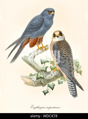 Zwei kleine Raubvögel von uns auf einem Zweig. Alte detaillierte und bunte Abbildung von Red-footed Falcon (Falco vespertinus). Isolierte Komposition von John Gould publ. In London, 1862 - 1873 Stockfoto