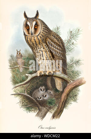 Eule, stehend auf einem Zweig, bewacht sein Nest mit seinen Söhnen im Inneren. Alten bunten und detaillierte vintage Abbildung: Long-Eared Eule (Asio otus). Von John Gould publ. In London, 1862 - 1873 Stockfoto