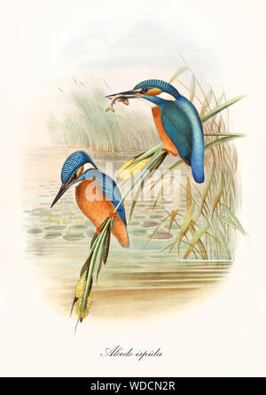 Zwei Kingfisher Vögel auf dem Wasser, Vegetation, einer von ihnen mit einem Fisch im Schnabel. Alte Abbildung: Eisvögel (Alcedo atthis). Von John Gould publ. In London, 1862 - 1873 Stockfoto