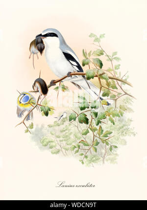 Weiße und graue Vogel auf einem Zweig mit ein wenig Beute im Schnabel. Es hat seine andere Beute aufgeklebt auf die dornige Vegetation. Great Grey Shrike (Lanius excubitor). Von John Gould, London 1862 - 1873 Stockfoto