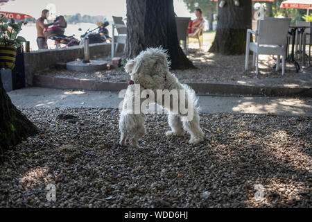 Nanja, Bichon Bologneser Hündchen (rechts), und Malteser hund Baky spielen im Café Terrasse Stockfoto