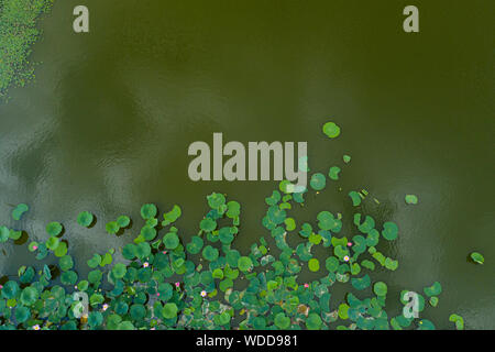 Lotus Blätter und Blüten im See, Antenne Top View, grün Seerosen und Lotos in den tropischen Gewässern, Vogelperspektive Foto. Stockfoto