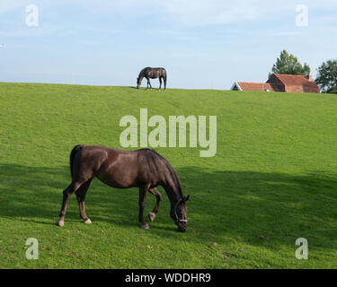 Zwei Pferde auf grasbewachsenen Deich unter blauem Himmel in der niederländischen Provinz Friesland Weiden Stockfoto