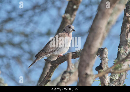 Afrikanische Taube (Streptopelia decipiens) Stockfoto