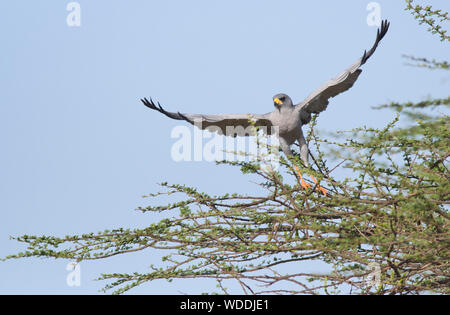 Östlichen chanting goshawk (Melierax poliopterus), die von einem Baum Stockfoto