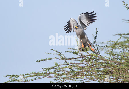 Östlichen chanting goshawk (Melierax poliopterus), die von einem Baum Stockfoto