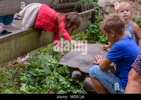 RIGA, Lettland. 29 Aug, 2019. Kinder berühren Schildkröte, nach dem 19. jährlichen Galápagos-Schildkröten wiegen Ereignis mit Hilfe der Schirmherr der Veranstaltung, Raimonds Bergmanis, strongman, und Daumants Dreiskens, bobsledder und Olympiasieger. im Rigaer Zoo. Credit: gints Ivuskans/Alamy leben Nachrichten Stockfoto