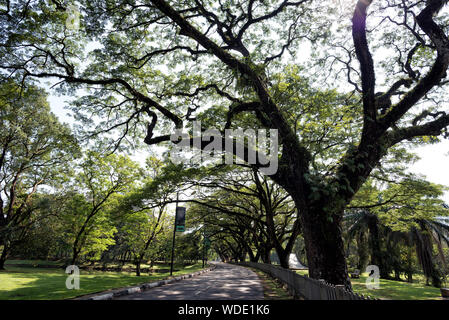 Taiping, Malaysia - 22 Jun, 2018: Alte Birke mit langen Zweigen entlang Taiping See Garten, Taiping, Malaysia - Taiping Lake Gardens auch genannt Ta Stockfoto