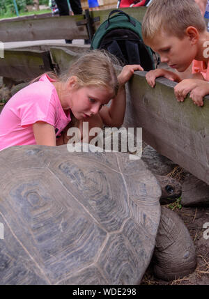 RIGA, Lettland. 29 Aug, 2019. Kinder berühren Schildkröte, nach dem 19. jährlichen Galápagos-Schildkröten wiegen Ereignis mit Hilfe der Schirmherr der Veranstaltung, Raimonds Bergmanis, strongman, und Daumants Dreiskens, bobsledder und Olympiasieger. im Rigaer Zoo. Credit: gints Ivuskans/Alamy leben Nachrichten Stockfoto