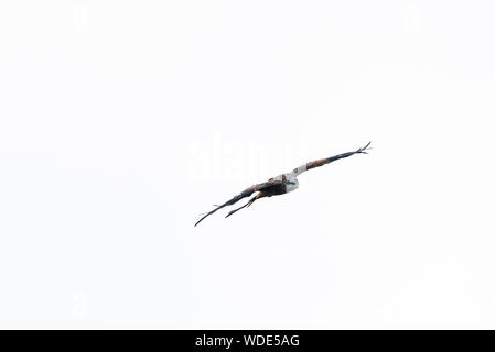 Rotmilan, Milvus milvus in Wales gewinnt öffnen, Kopf, weißen Himmel. Stockfoto