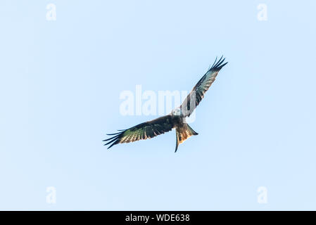 Rotmilan, Milvus milvus, in Wales, in Richtung Kamera im Sturzflug. Stockfoto