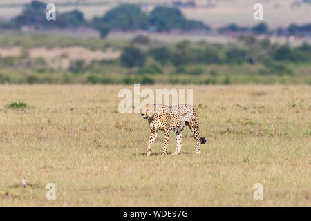 Cheetah Wandern auf dem großen gras Savannah Stockfoto