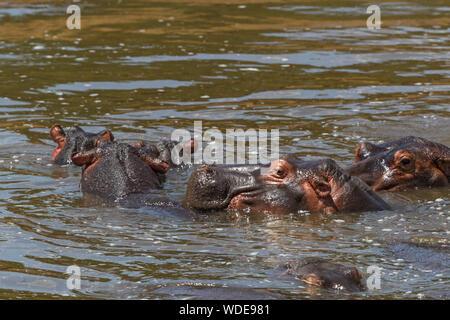 Flusspferde baden im Wasser Stockfoto