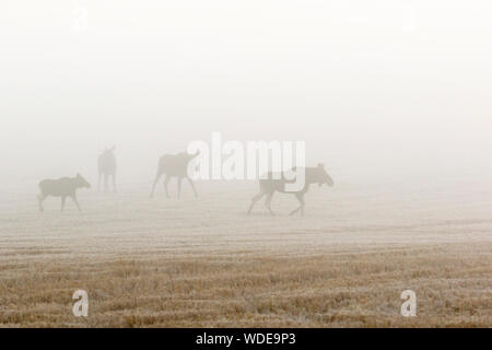 Moos Herde ein Feld in der hirschbrunft Zeitraum Stockfoto
