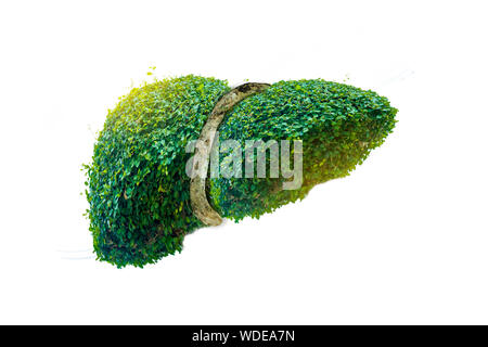 Realistische Leber Bilder sind menschliche Grüner Baum Formen über Krankheiten und Zirrhose (Umwelt). Stockfoto
