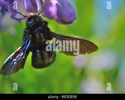 Nahaufnahme der violetten Schreinerbiene, Xylocopa violacea auf der violetten Blume Stockfoto