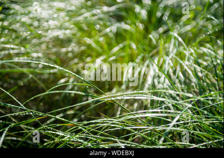 Szenische morgen Hintergrund der langen Klingen der Dünne grüne Gras, beladen mit Tautropfen glänzen in der Sonne Stockfoto