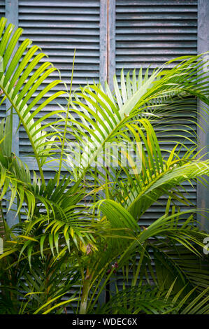 Tropische close-up grünen Palmwedeln framing rustikalem Holz Fensterläden Stockfoto
