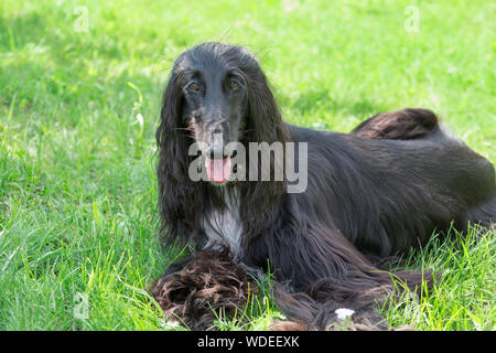 Cute Afghan hound schaut in die Kamera. Östlichen Greyhound oder persischer Windhund. Heimtiere. Reinrassigen Hund. Stockfoto