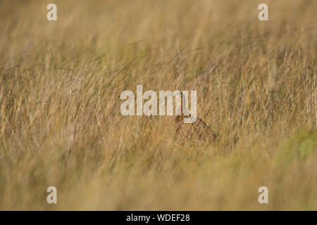 Moorschneehuhn auf der Yorkshire Moors, single weiblich. Stockfoto