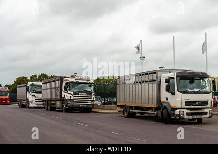 Bandon, West Cork, Irland. 29 Aug, 2019. Die Rinderzüchter weiterhin außerhalb ABP Bandon zu protestieren, obwohl ein Gericht injuction. Die Bauern sind unzufrieden mit den Gesprächen der letzten Woche, als der Preis für Rindfleisch bedeutet, dass Sie mit Verlust arbeiten. Früher, ein Wachmann von ABP versuchte, eine einstweilige Verfügung oto die Bauern, die sich weigerte, zu dienen. Die Bauern sagen, sie sind hier für die Langstrecken. Diese Lastwagen warteten für über 4 Stunden in der Fabrik vergeblich Ito. Credit: Andy Gibson/Alamy leben Nachrichten Stockfoto