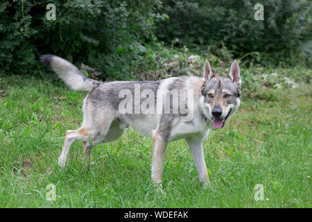 Cute Tschechoslowakische Wolfshund steht auf einer grünen Wiese. Heimtiere. Reinrassigen Hund. Stockfoto