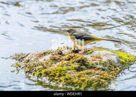 Gebirgsstelze, Fluß Coquet, Northumberland. Stockfoto