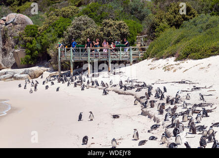 Touristen das Anzeigen einer Kolonie afrikanischer Pinguine (Spheniscus demersus) am Boulders Beach, Simon's Town, Cape Town, Western Cape, Südafrika Stockfoto