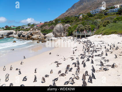 Kolonie afrikanischer Pinguine (Spheniscus demersus) am Boulders Beach, Simon's Town, Cape Town, Western Cape, Südafrika Stockfoto