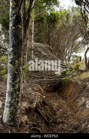 Gefallenen blattlosen Baum über getrocknete Wasserstraße gefallen. Stockfoto