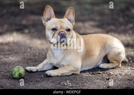 Neugierig Französische Bulldogge Männlichen eine Pause. Stockfoto