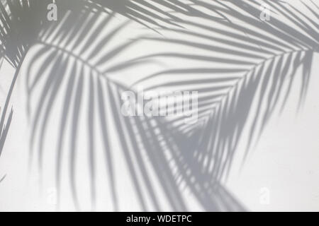 Tropische Palmen Schatten auf die weiße Wand strukturierten Hintergrund. Sommer trendige Konzept. Stockfoto
