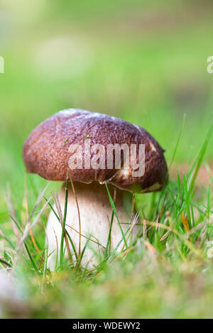 Große Porcini-pilzen, im Gras zu schließen. Stockfoto