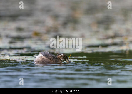 Zwergtaucher, Fütterung in See. Stockfoto