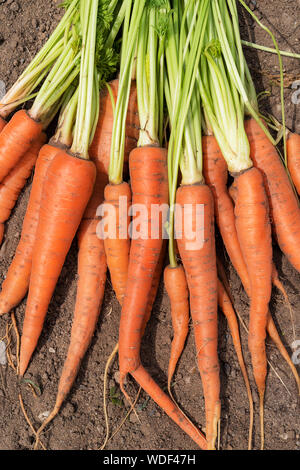 Blick von oben auf die ungewaschene und einfach orange Karotten auf einem Boden. Stockfoto