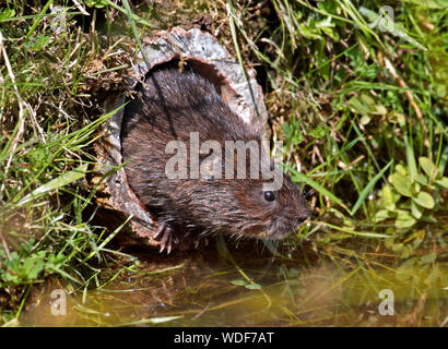 Europäische Wasser-Wühlmaus (Arvicola amphibischen) Stockfoto