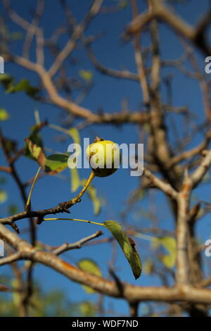 Wild Apple. Nur eine Linke auf einem Zweig. Stockfoto