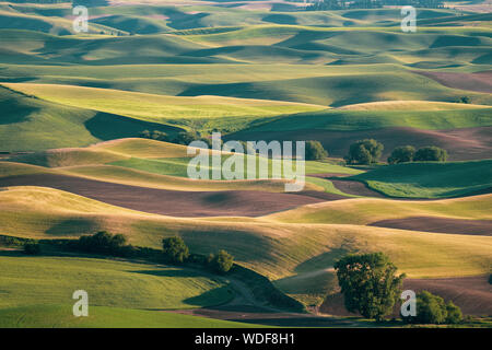 Antenne Ansicht des Palouse von steptoe Butte, mit verschiedenen farbigen Ernte landet und sanften Hügeln bei Sonnenuntergang Stockfoto